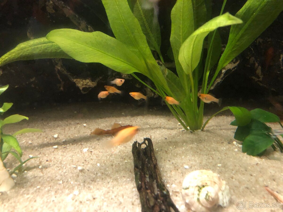 Akvárium - 4