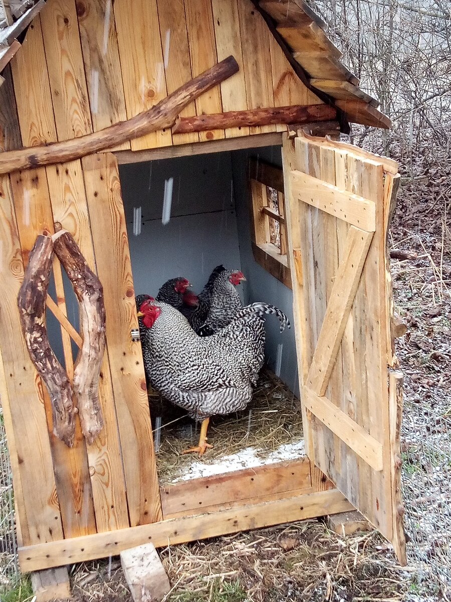 Násadové vaj. Oravka pásikavá - 4