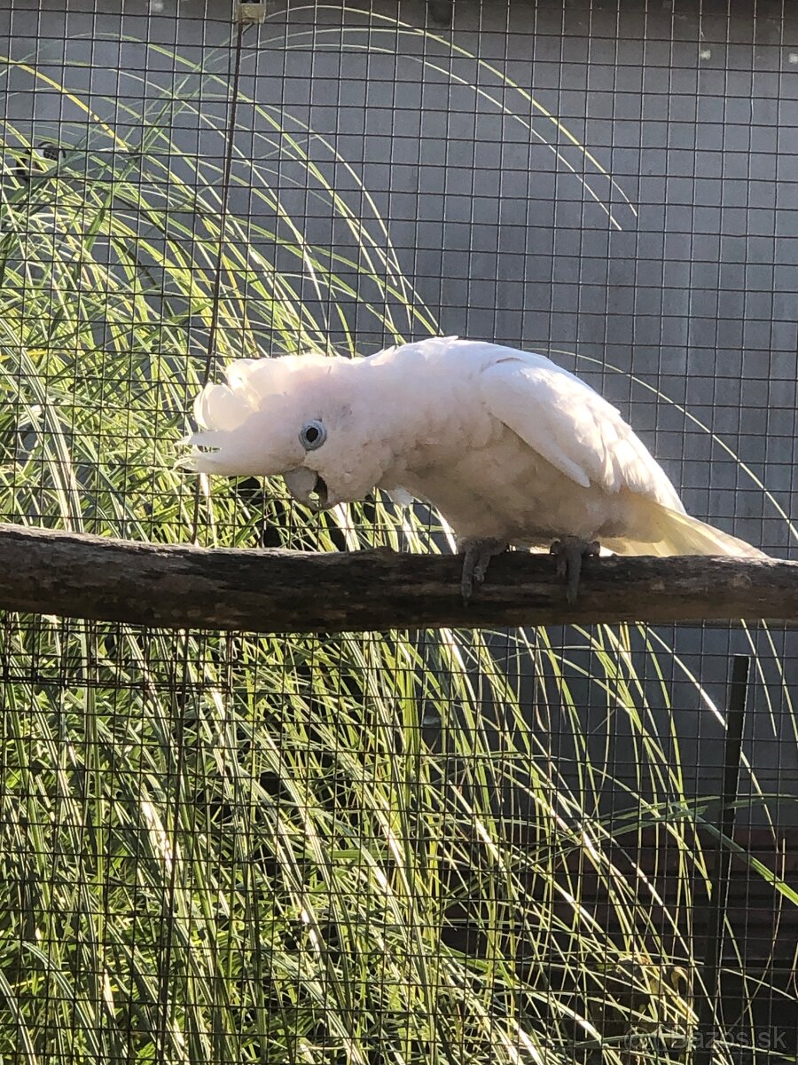 Kakadu šalamunsky - 4