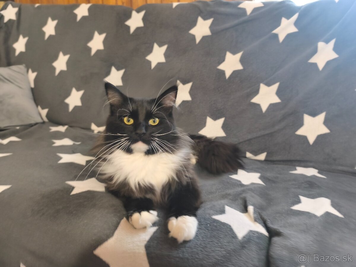 Mainska myvalia kocúr - 4