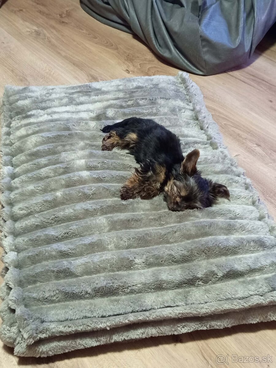 Yorkshirsky terier - 4