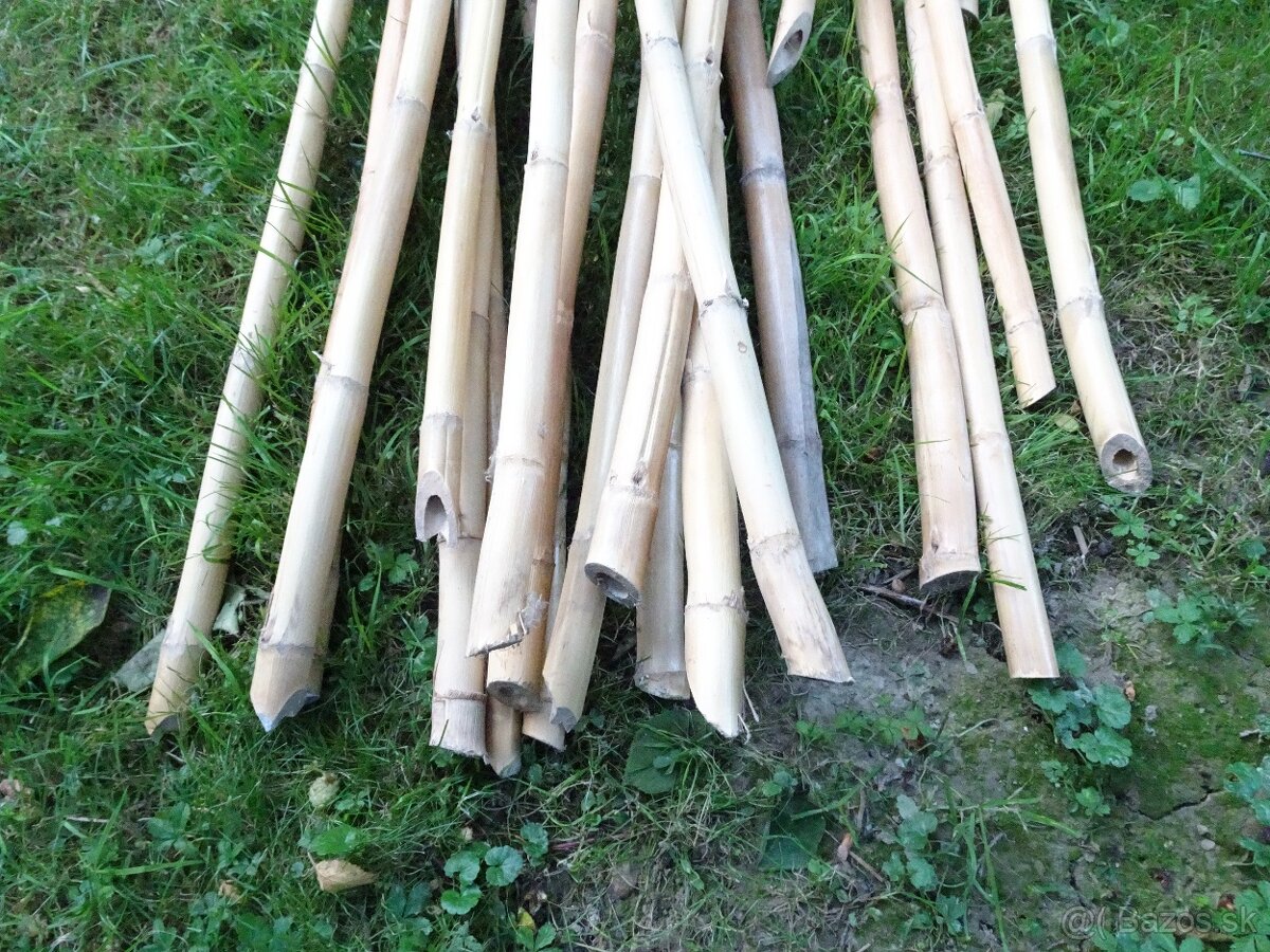 Predám stovky bambusov za symbolickú cenu rôznych dľžok - 4