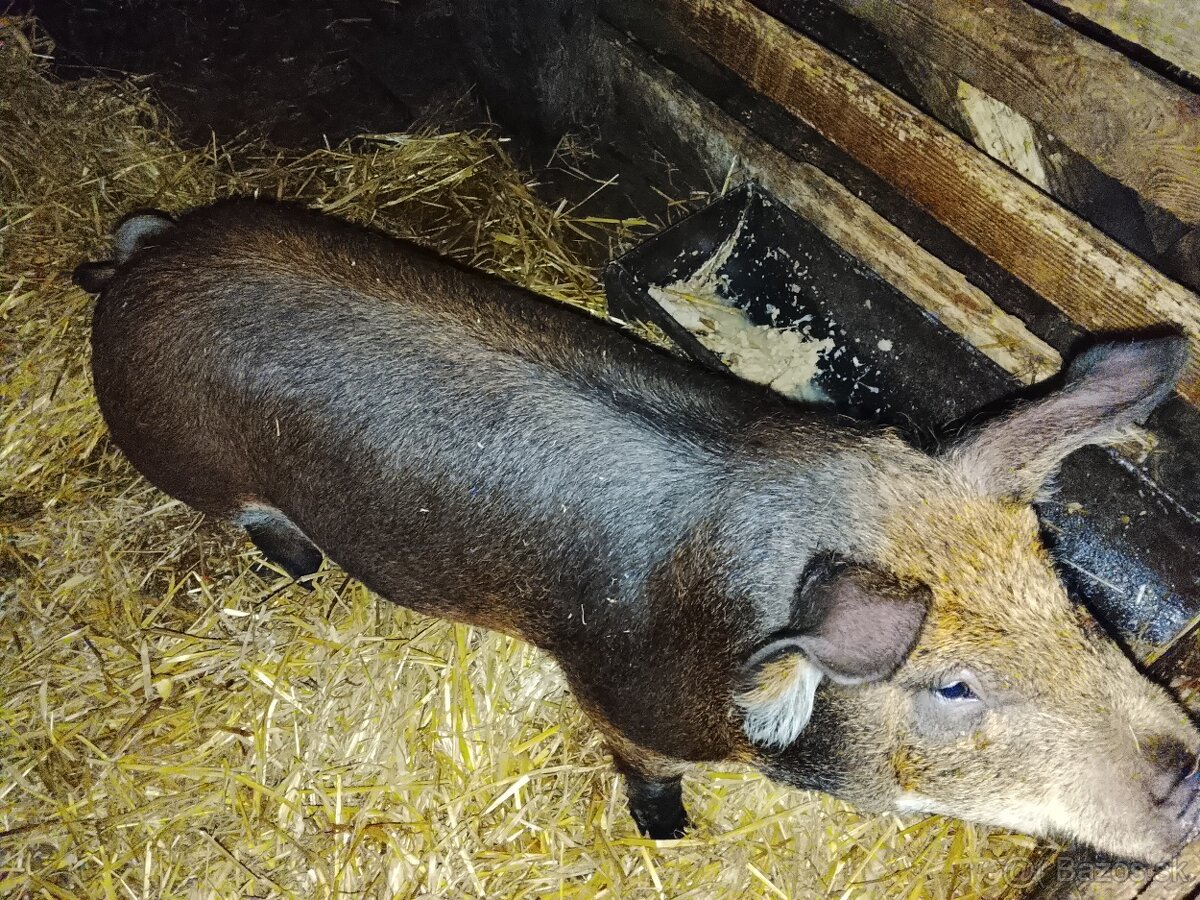 Durok X landrase - 4