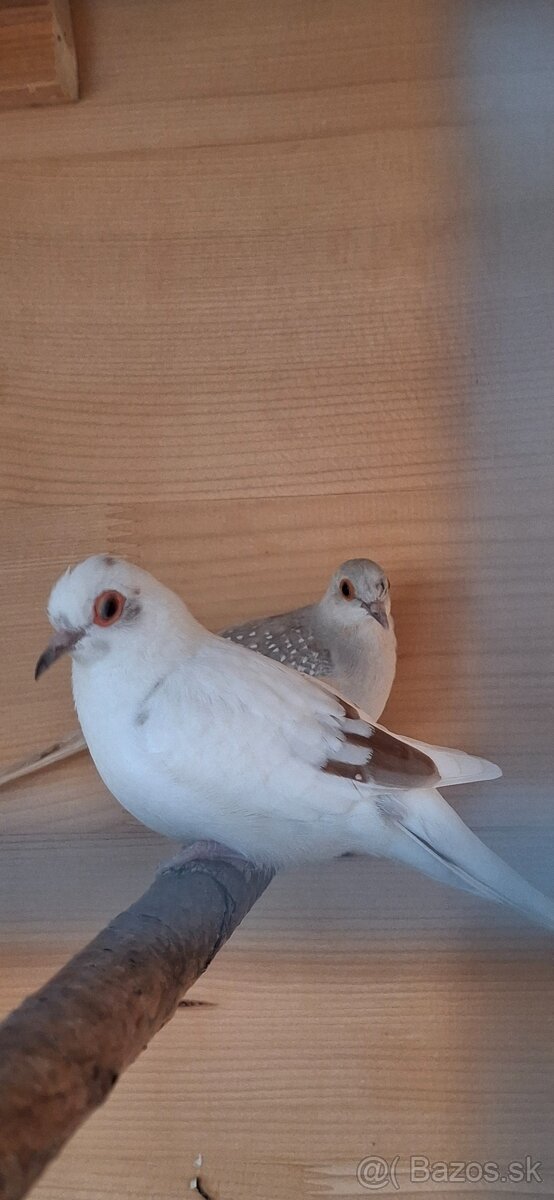 Holubok diamantovy - 4