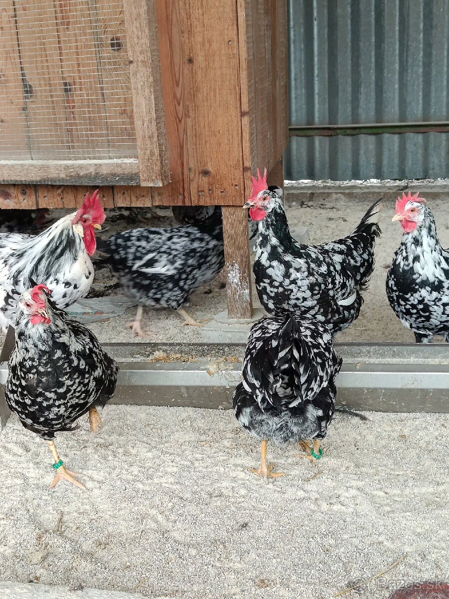 Predám násadové vajcia Vlaška - 4