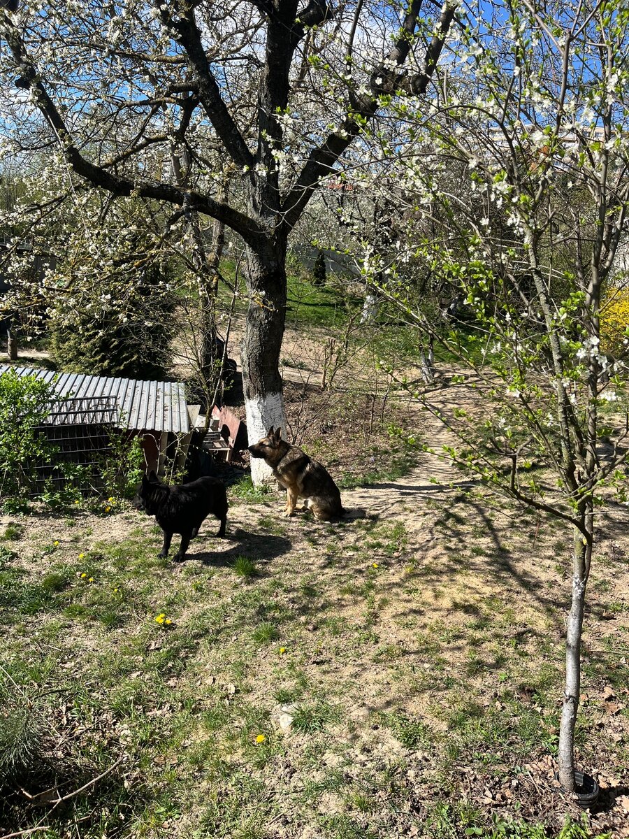 Stavebny Pozemok, Chata, Zahrada - 4