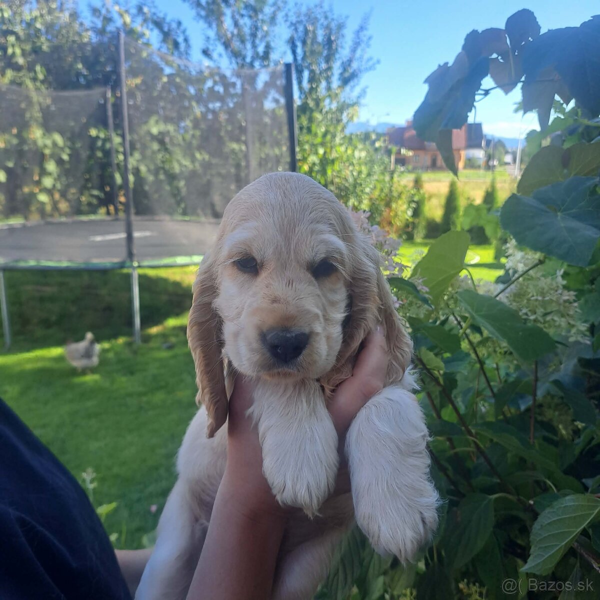 Anglicky kokerspaniel - 4