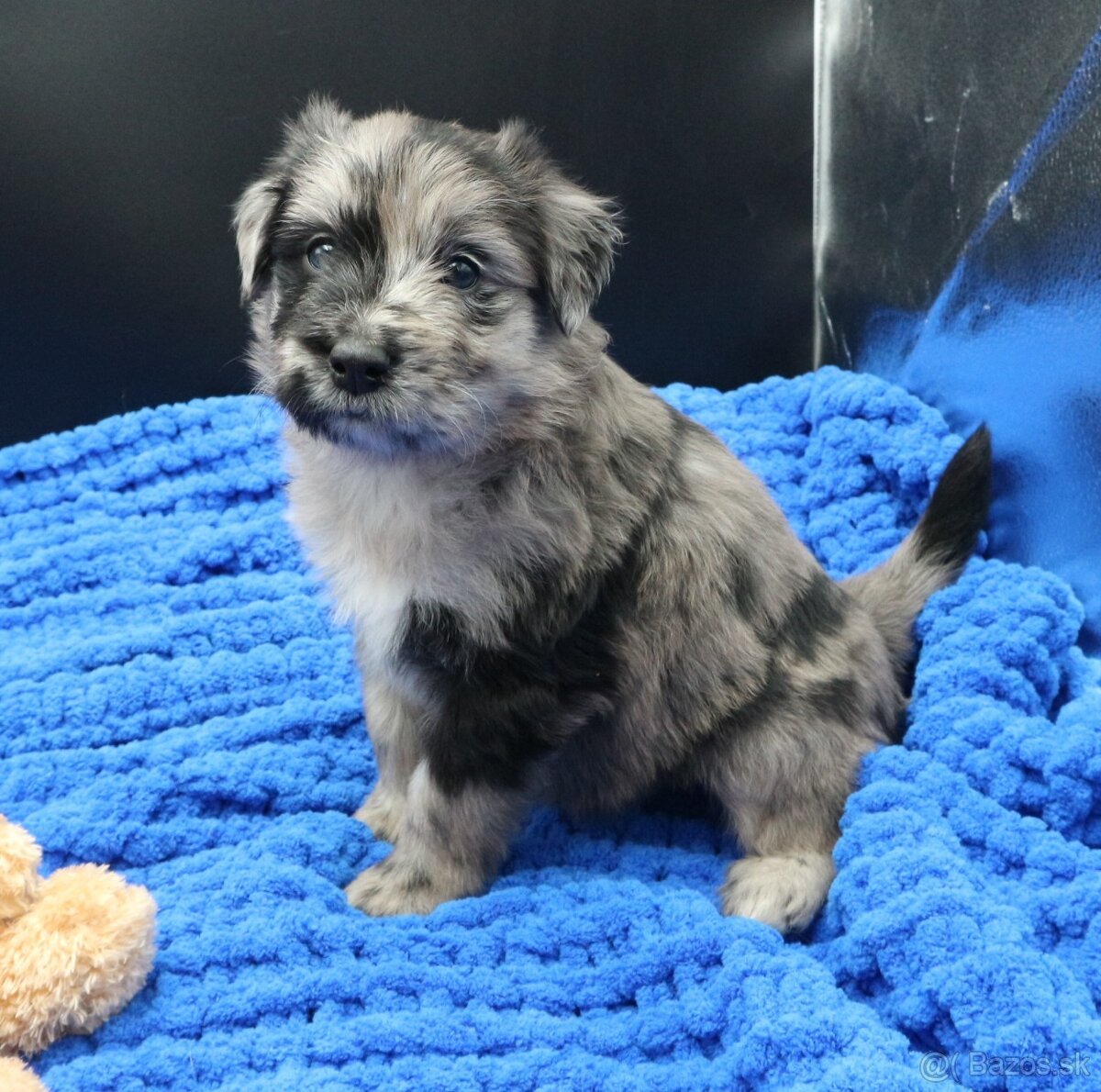 Pyrenejský ovčák - štěňátka s PP - 4