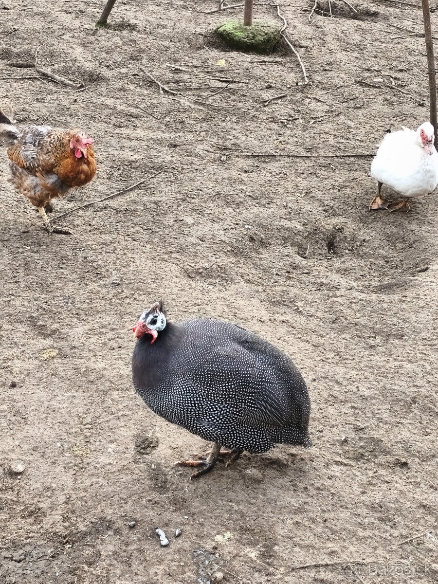 Perlička(samec) kohút - 4