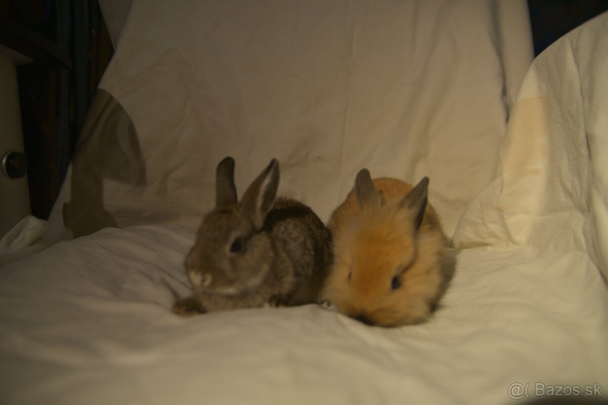 Predám zakrsleho kralička - 4