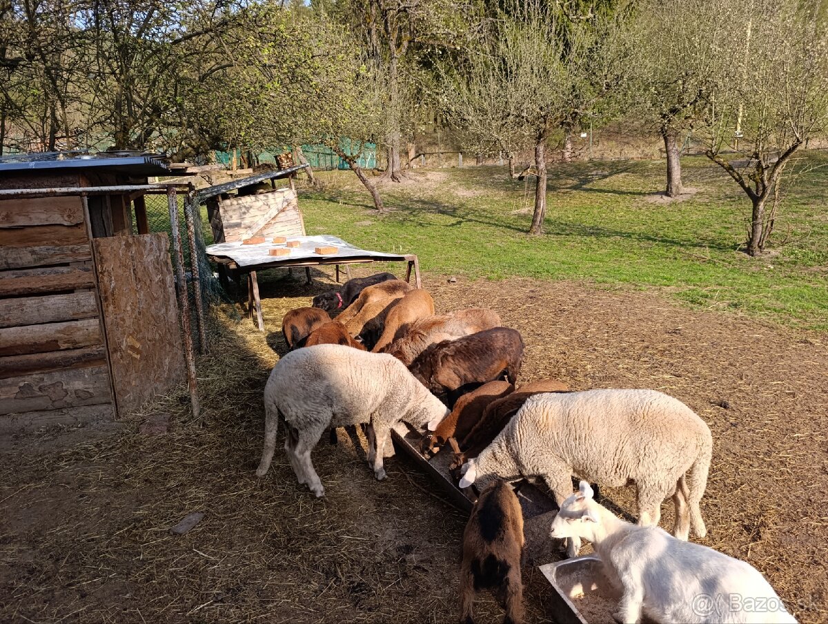 Kamerunské ovce - 4