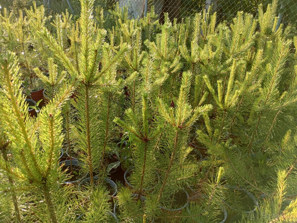 Borovica cierna ,borovica lesna - 4