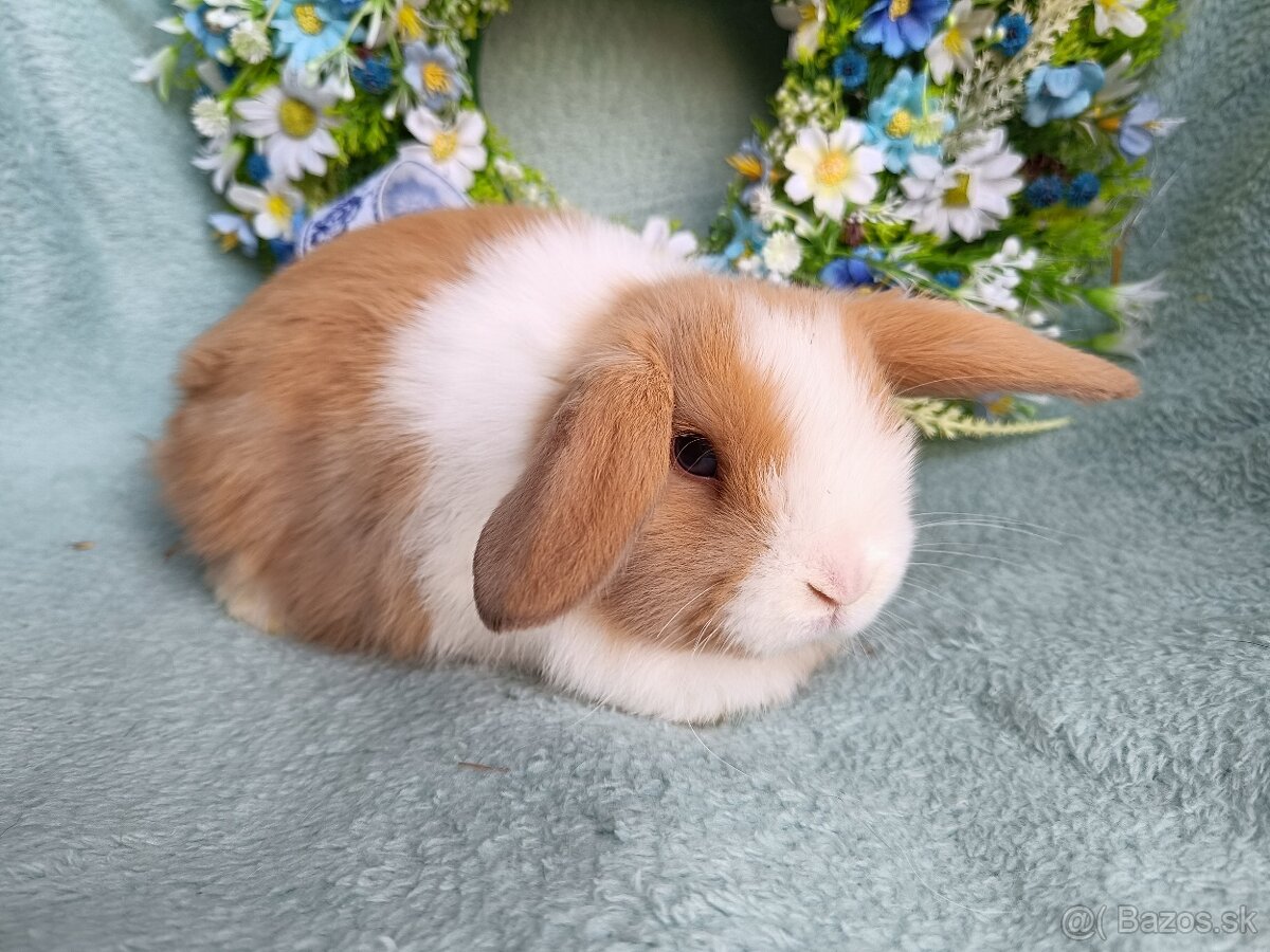 Zakrslý baranček s VP samček žltý s bielou HK - 4