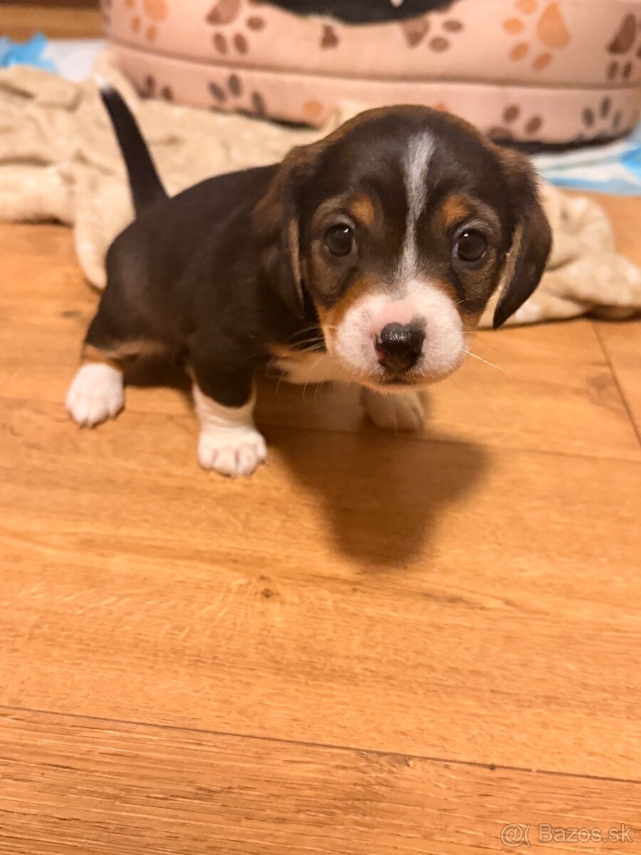 DARUJEM ŠTENIATKA - 4