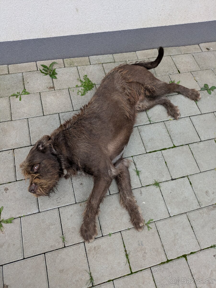 Darujem psíka - 4