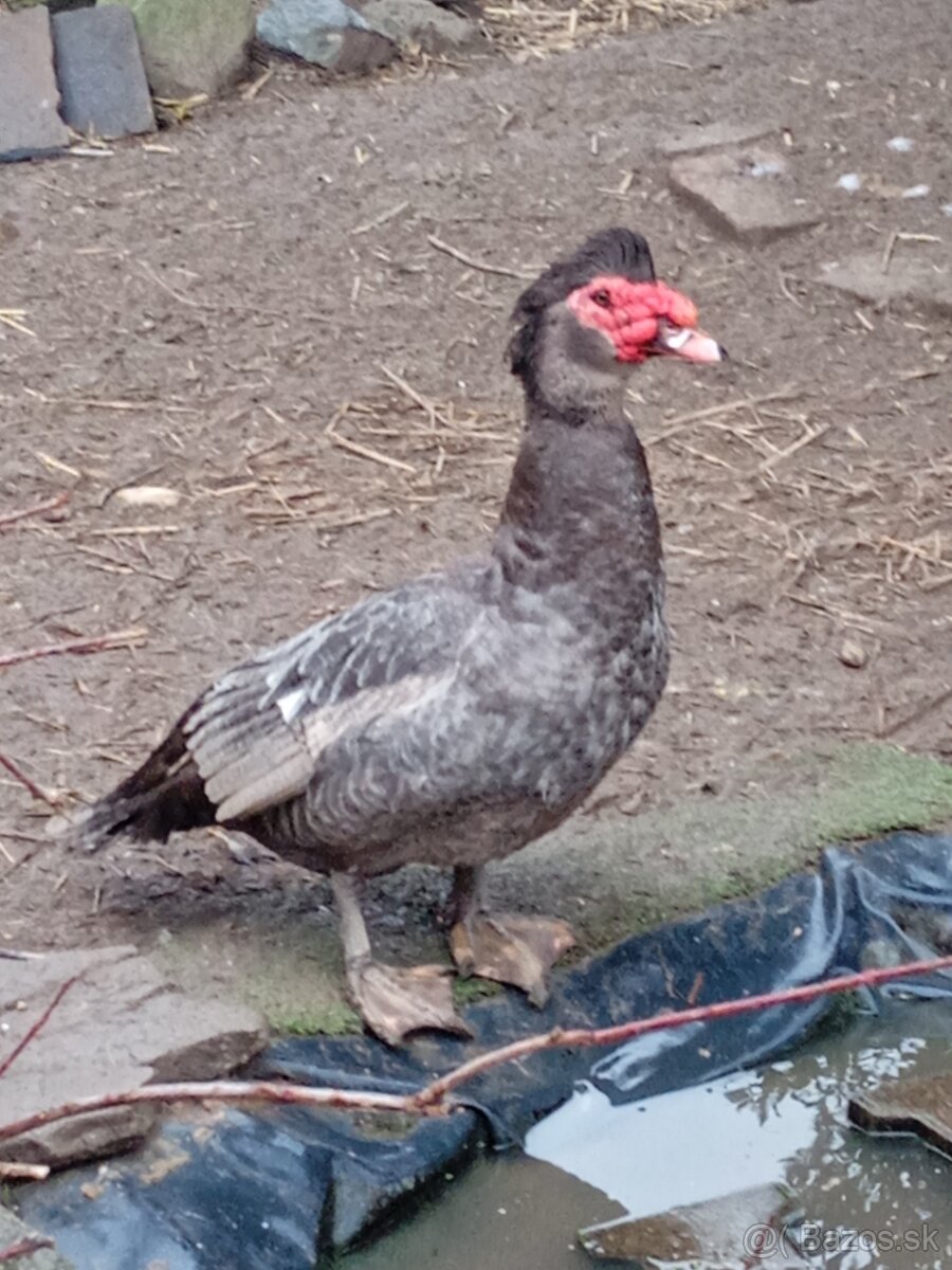 Pižmové kačice - 4