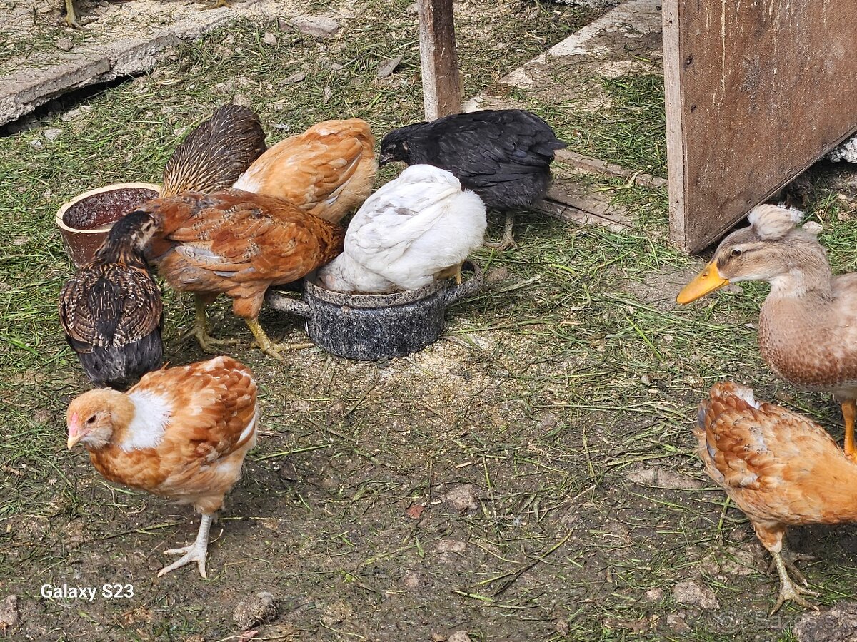 Predám nasadové vajíčka araucana - 4