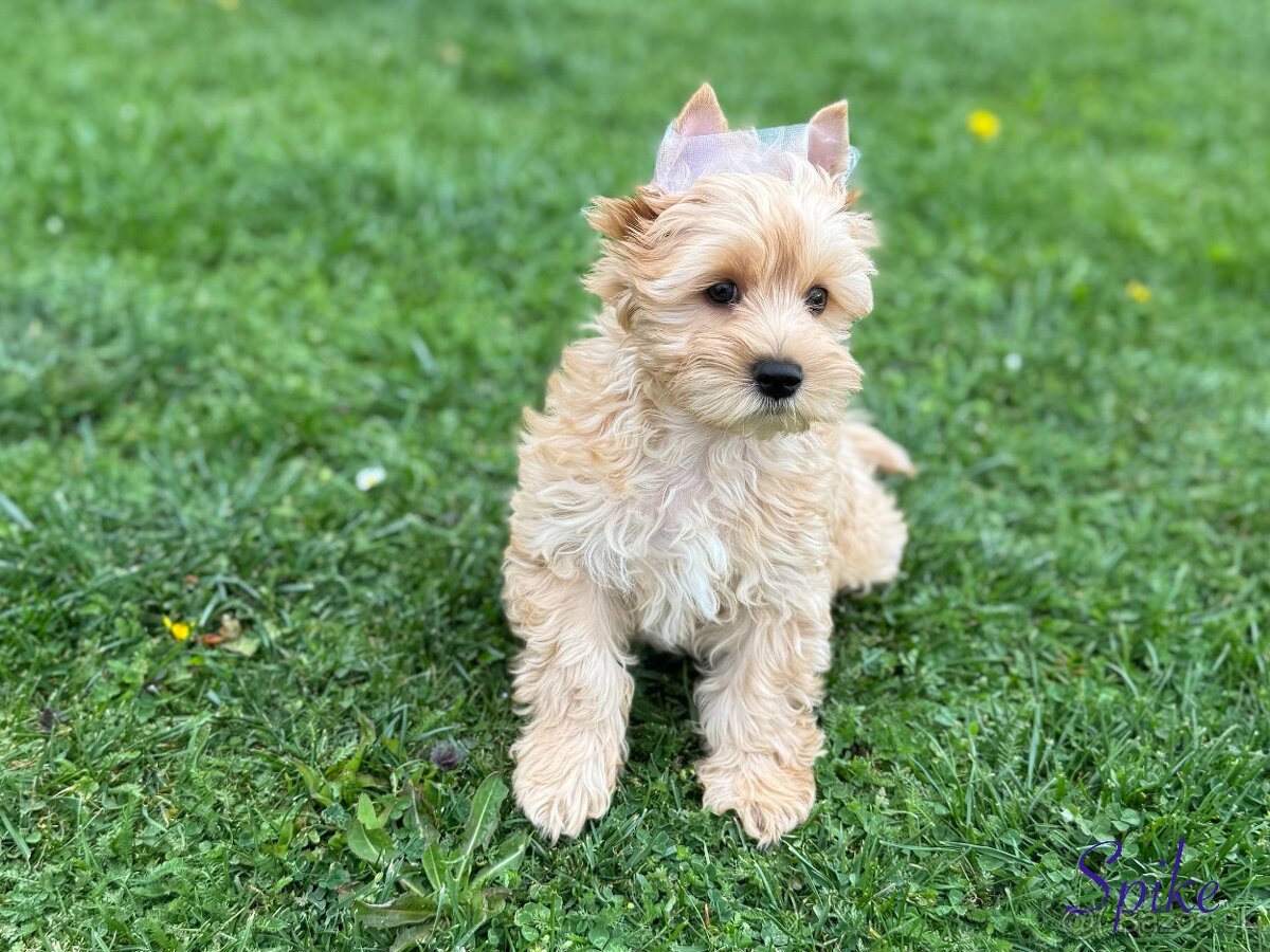 Yorksirsky terier - 4