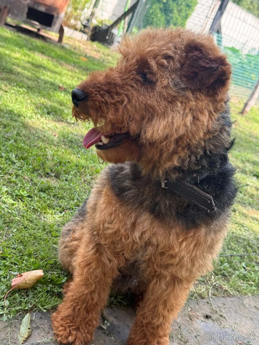 Welsh terrier na predaj - 4