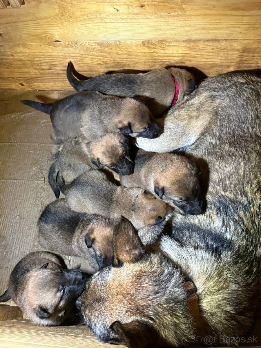 šteniatka kríženec nemecko-belgický ovčiak (cross) - 4