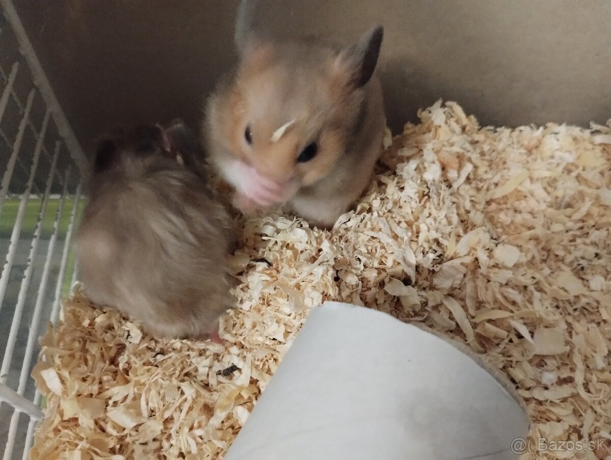 Škrečok sýrsky - 4