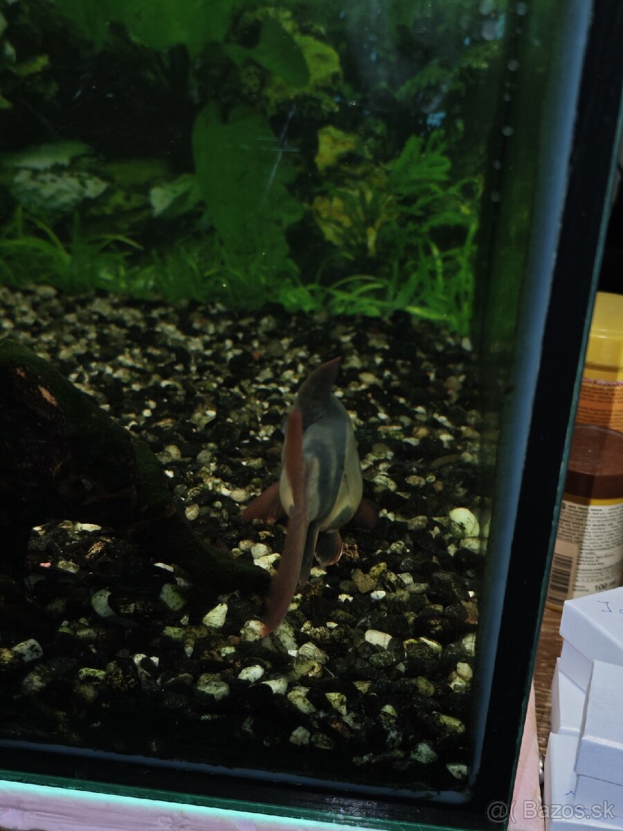 Akvárium - 4