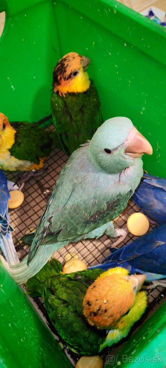 Amazonik bielobruchy - 4