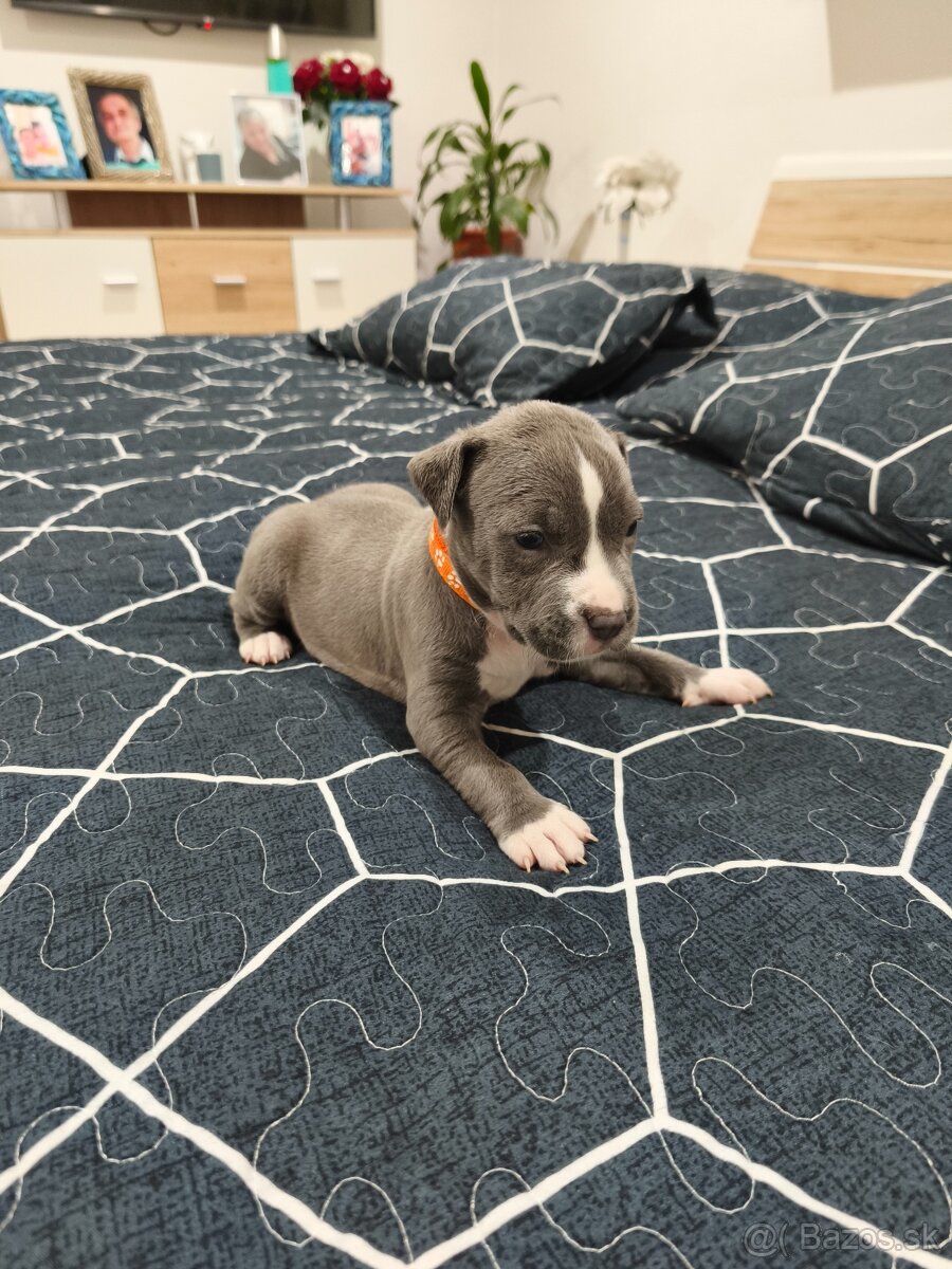 Predám staforda - 4