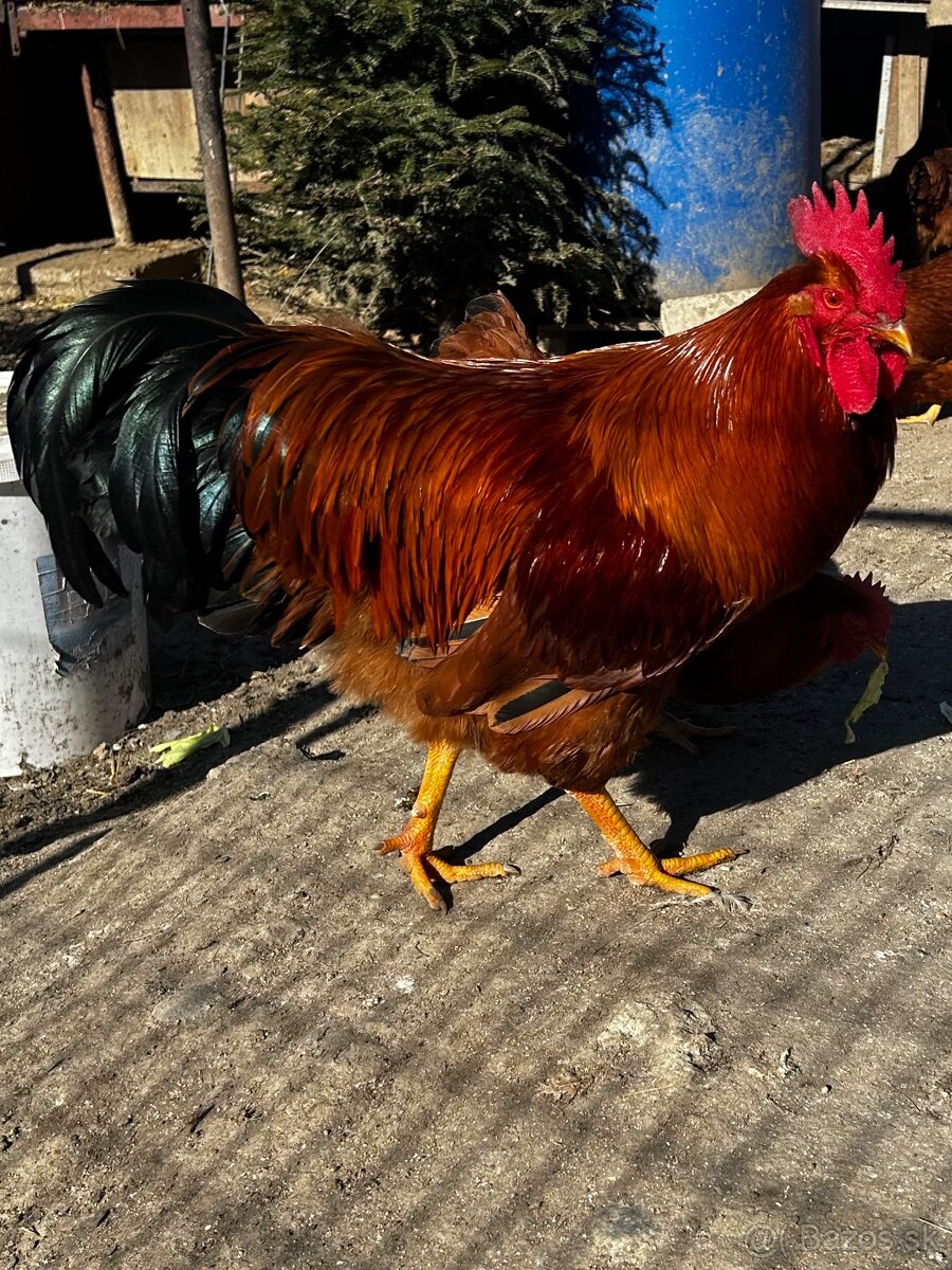 Ponúkam na predaj kohútov - 4