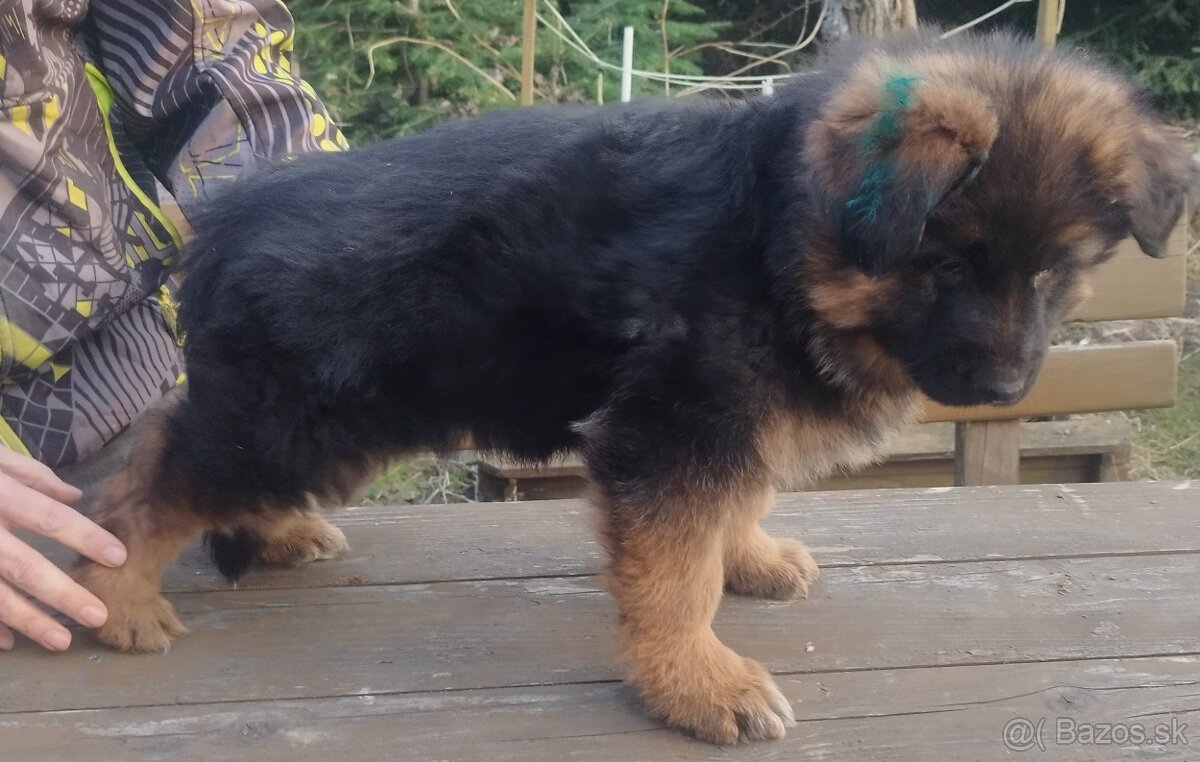 Nemecký ovčiak - 4