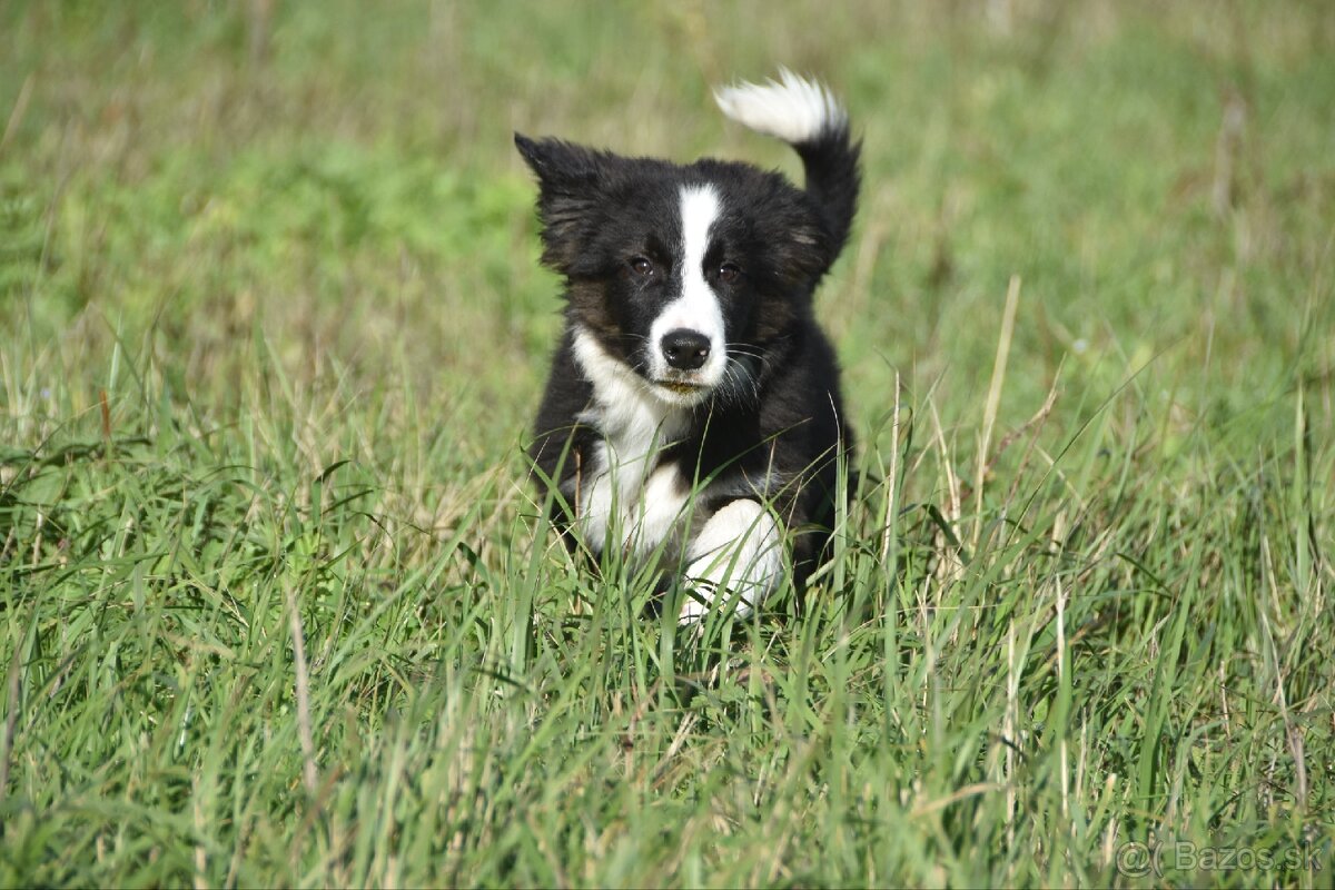 Border kólia s PP - 4