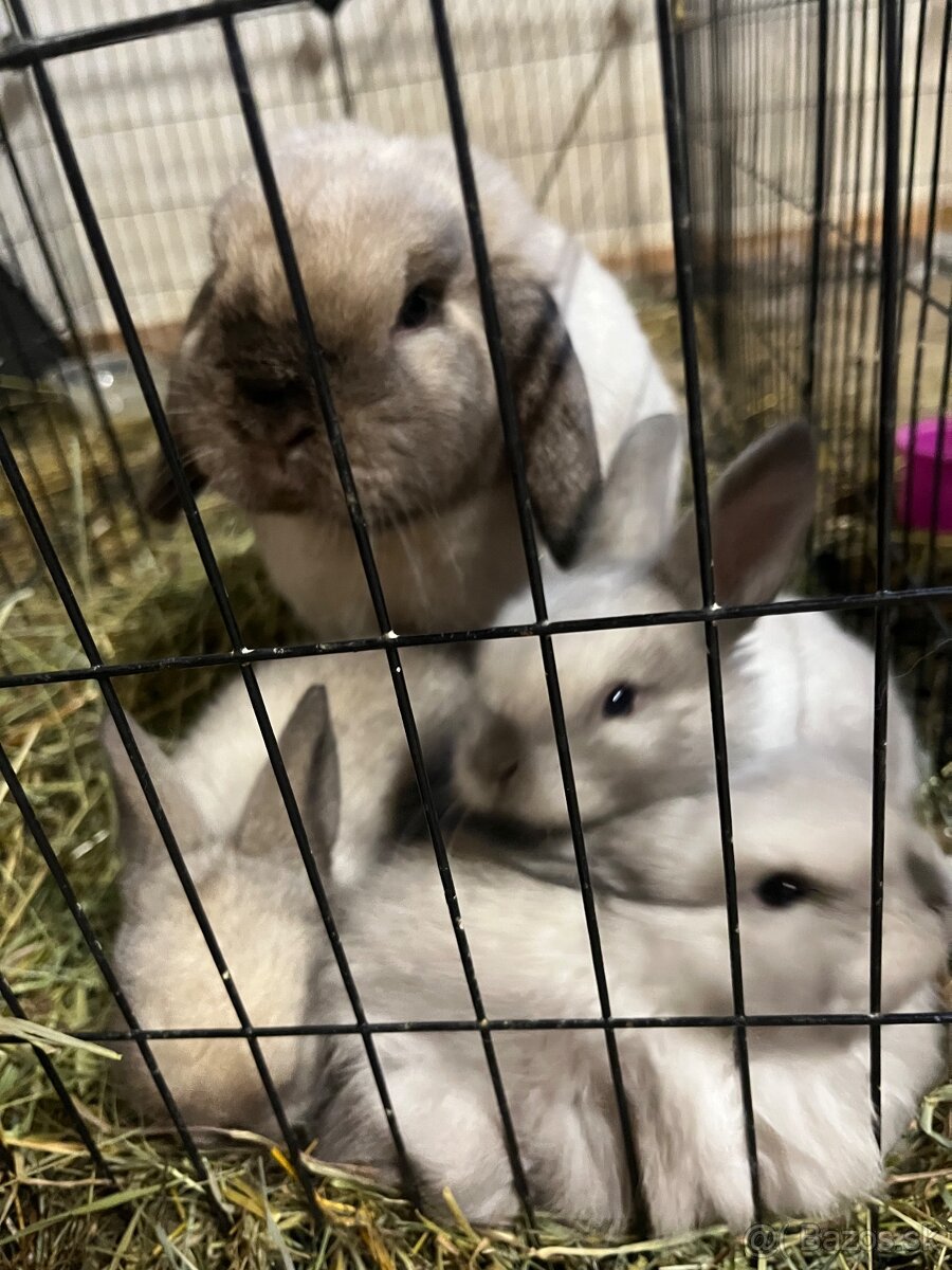 Minilop zajačik - mláďatá - 4