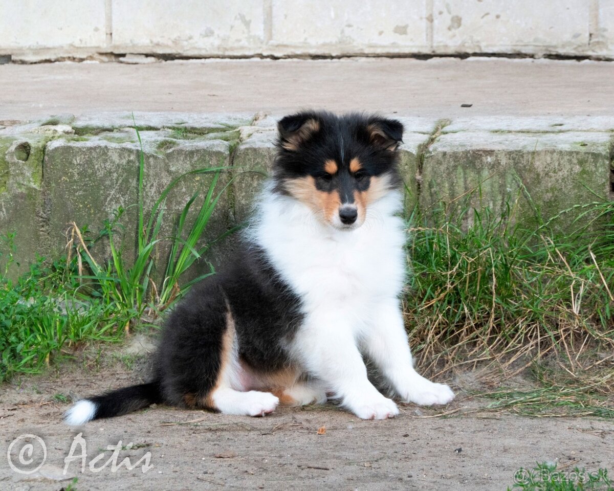 Kólia dlhosrstá s PP - 4