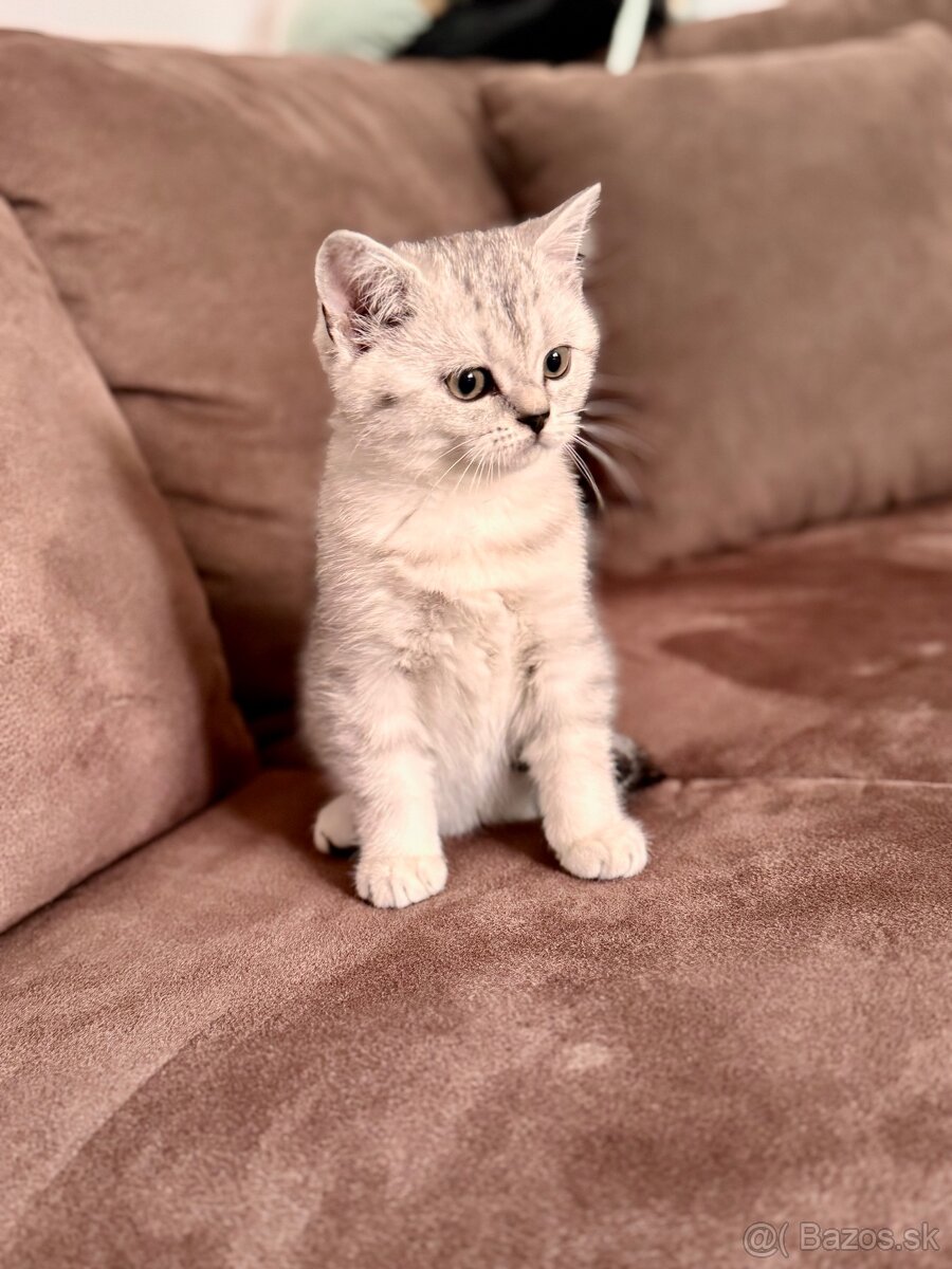 Skotska klapoucha macka, scottish straight s PP - 4