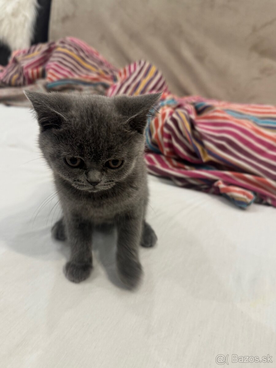 Mačiatko Britská Modrá - 4