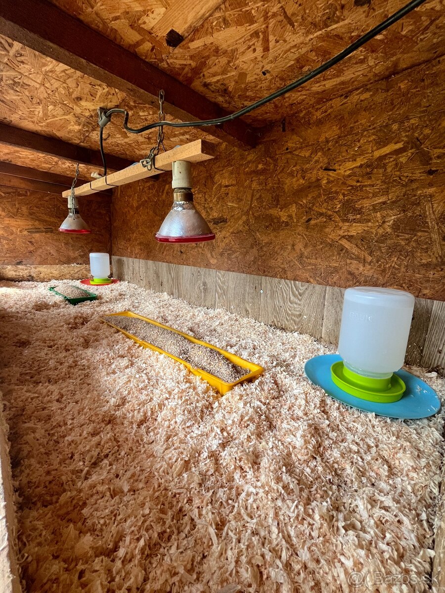 Vlaška jarabičia - 4