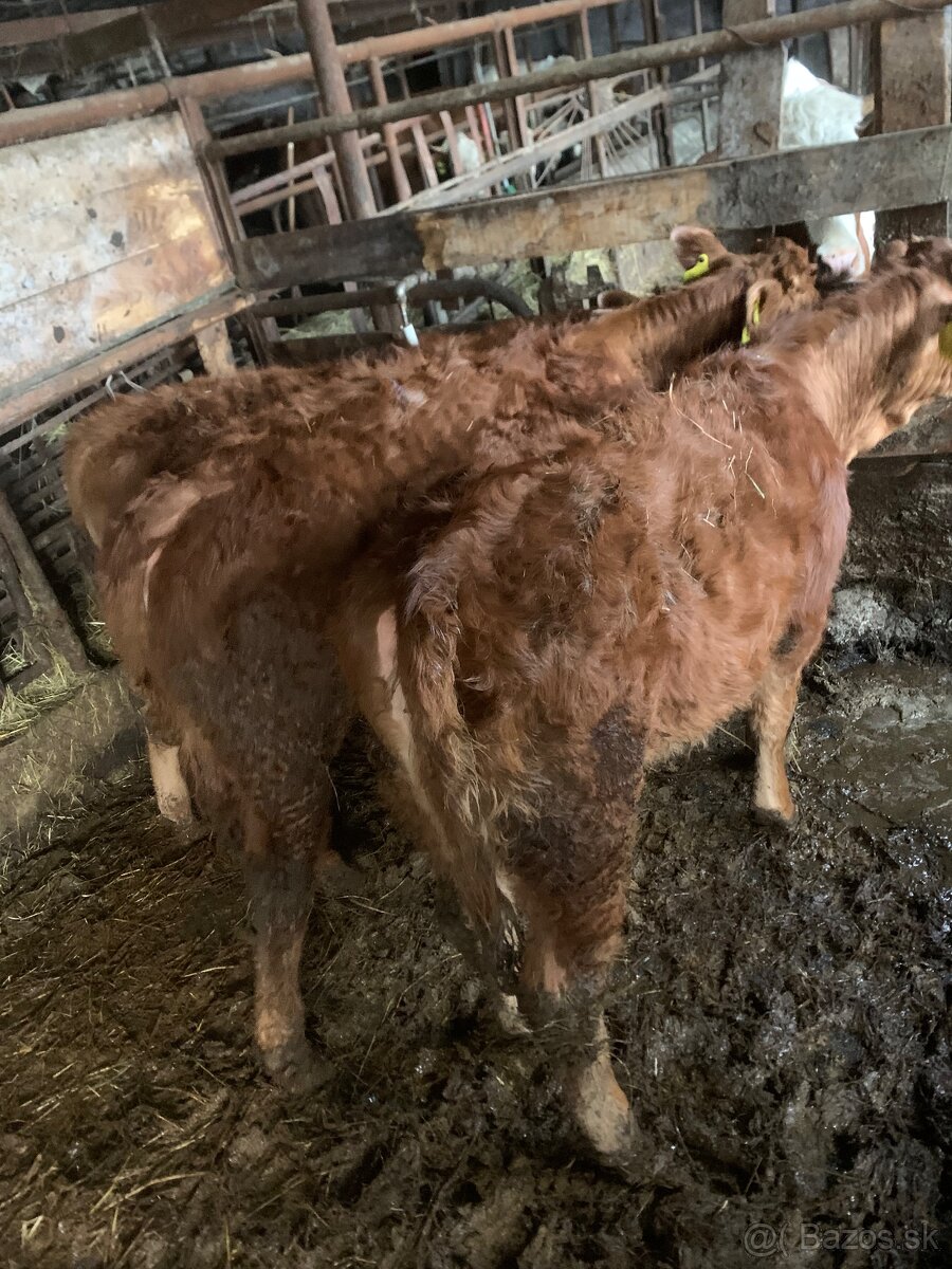 Predám teľatá S50L50, 6ks - 4