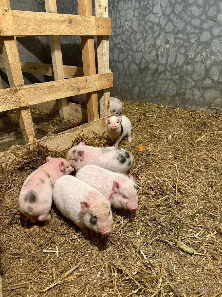 Predám čínske prasiatka - 4