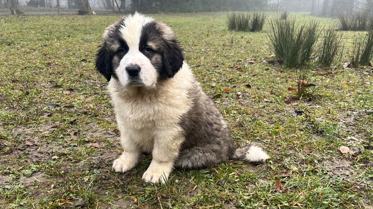 Šteňatá Moskovského strážneho psa - 4