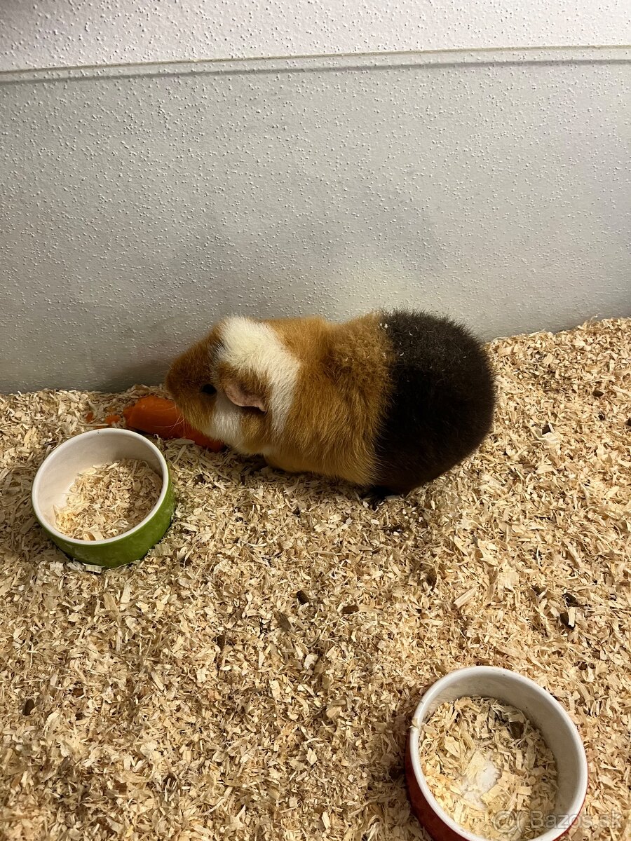 Morcata US Teddy - 4