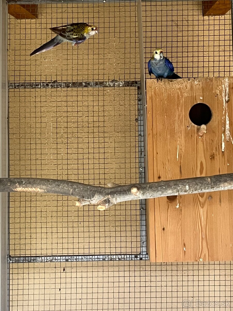 Predám chovné páry. - 4