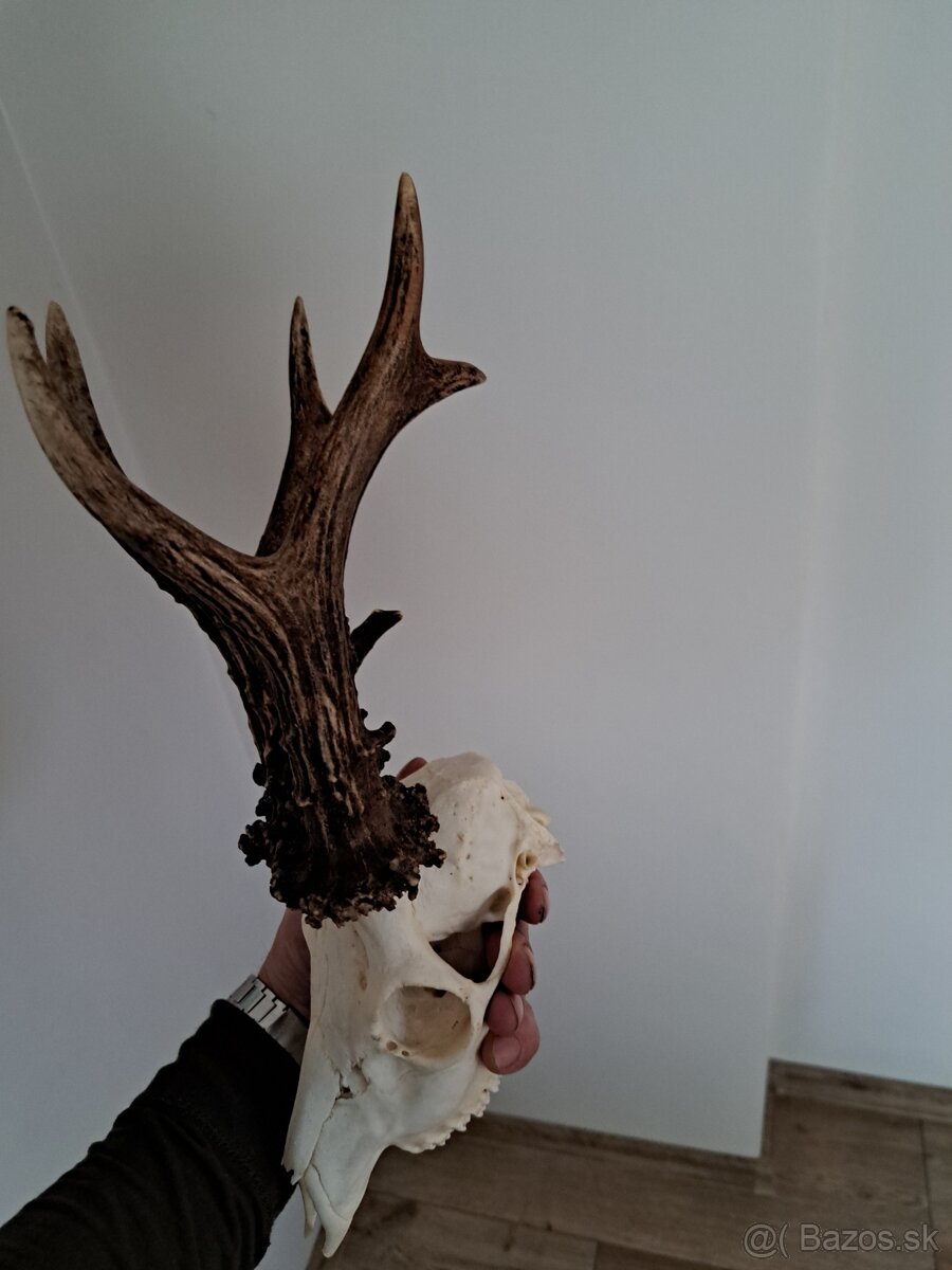 Srnec 600h parohy parozie - 4