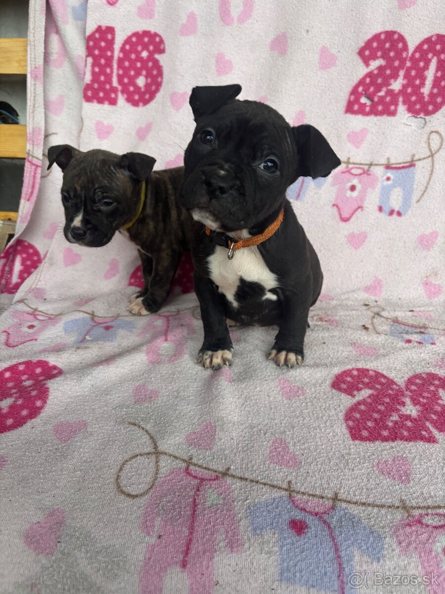 Americký stafordsirsky terier, Stafford, amstaf - 4