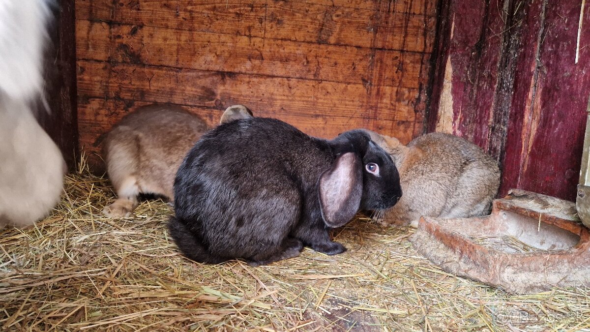 Pedám mladé samce do chovu - 4