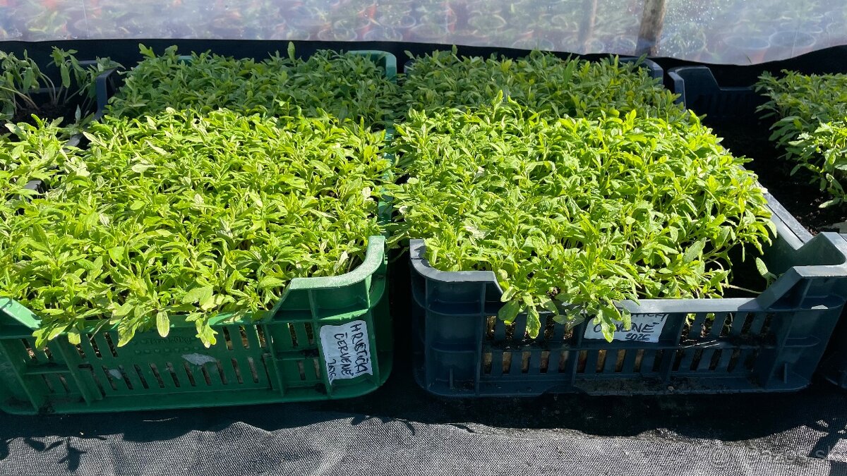 Priesady na pikírovanie - 4