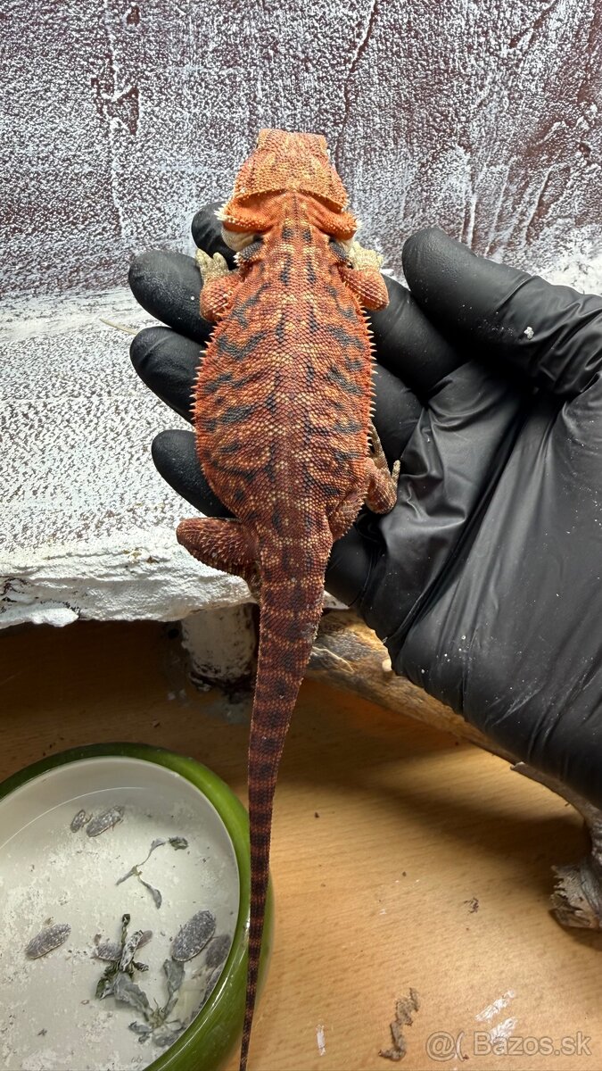 Agama bradatá – Hypo Zero(biela) a Half Monster (červená) - 4