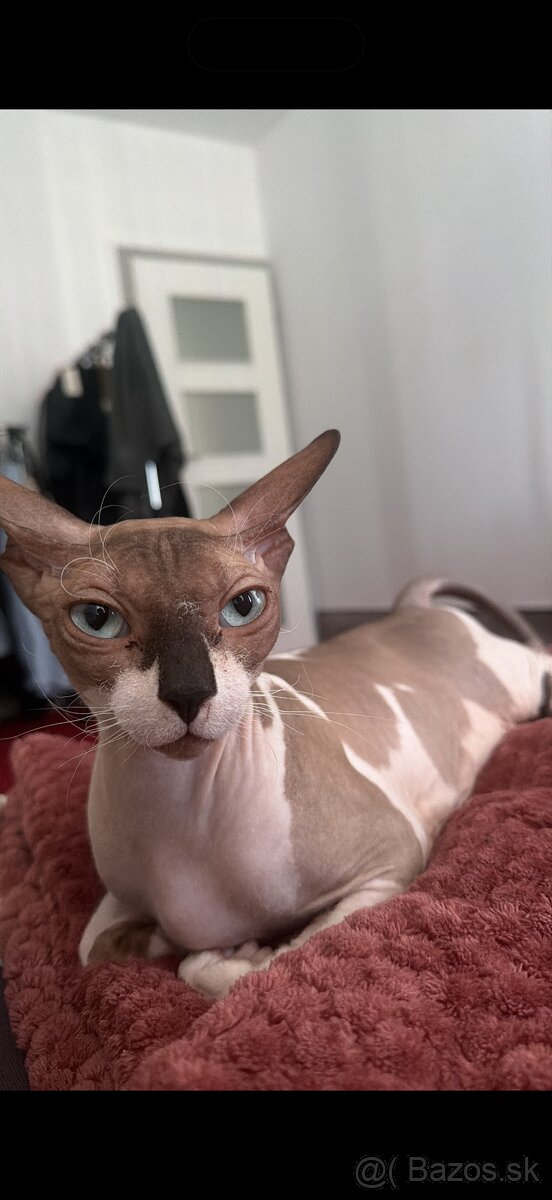 sphynx - 4