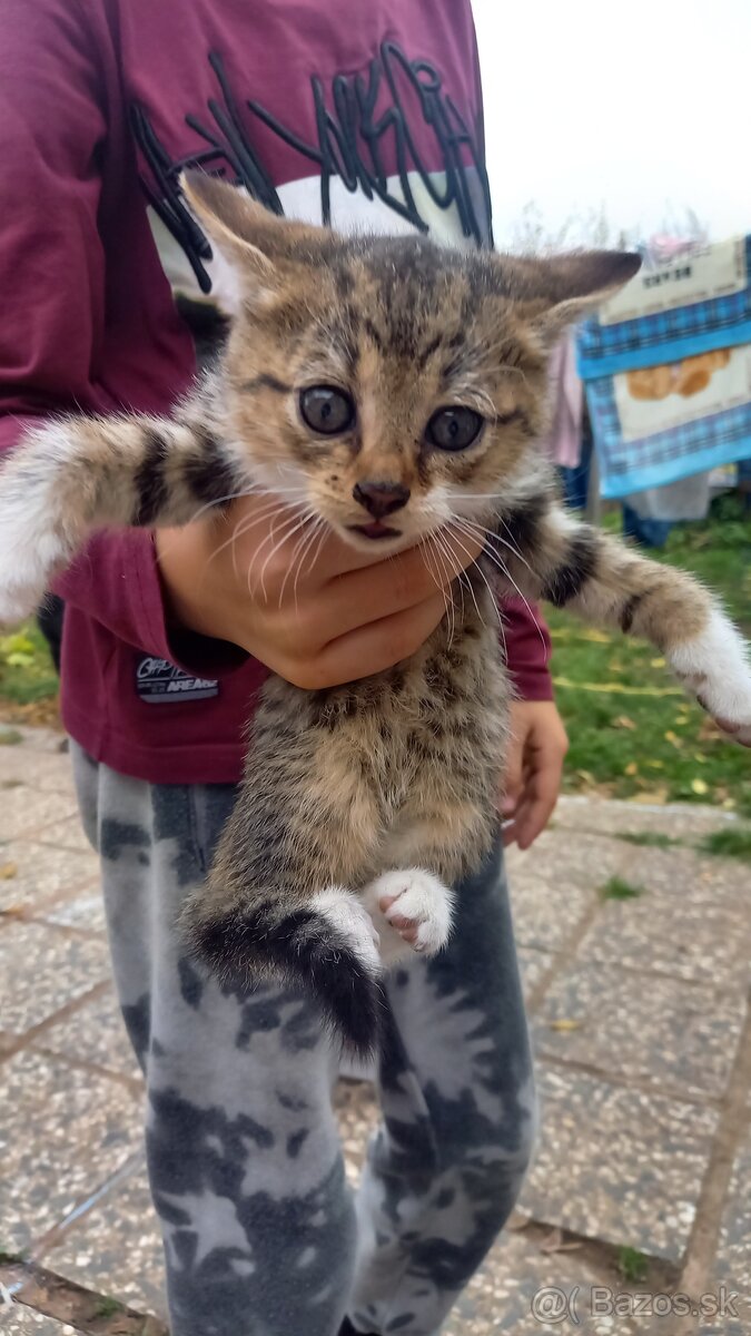 Darujem mačiatka - 4