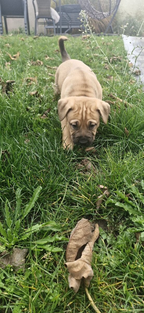 Šteniatka americky stafordšírsky terier - 4