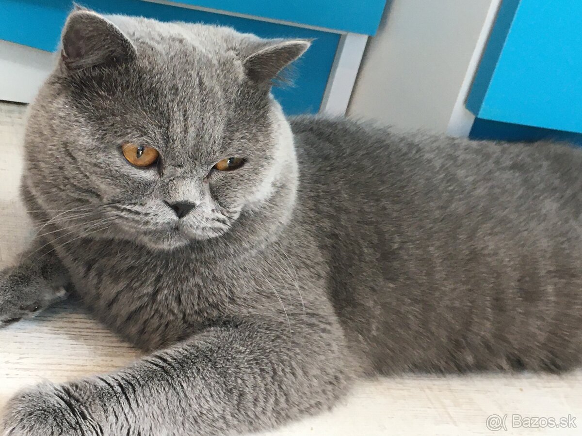 britsky kocur krytie - 4